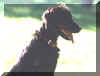 Bluesboyjr's dog Winnie1.jpg (8447 bytes)