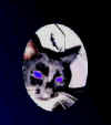 pickers cat fatboy1.jpg (7845 bytes)