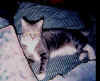 pickers cat robertc1.jpg (22344 bytes)